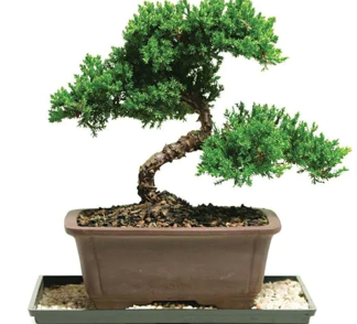 A bonsai plant. 